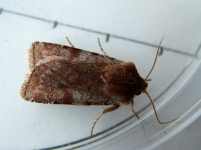 Red Chestnut